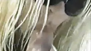 갈색 머리 소녀는 무릎을 꿇고 남자의 거시기를 짜증이 나서 그에게 강아지 스타일을 잤어요